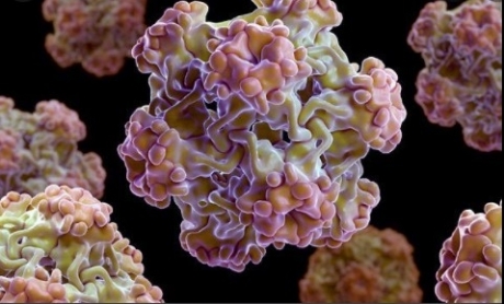 Virusul papilloma uman