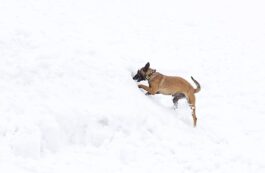 Câine de avalanșă / Facebook, Salvamont