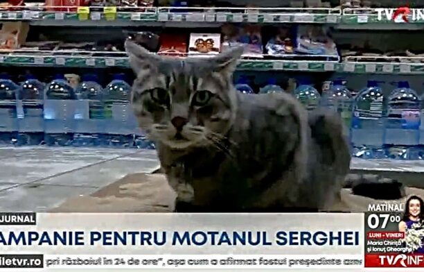 Campanie pentru motanul Serghei