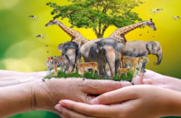 Animalele şi plantele despre care se spune că pot prezice vremea. Ştiinţă vs. folclor