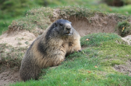 Marmotă