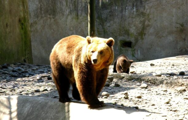 Urs la zoo / Sursa Grădina Zoologică din Târgu Mureş