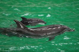 Primul pui de delfin născut pe cale natuală la Delfinariul Constanţa. Sursa: Delfinariul din Constanța