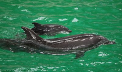 Primul pui de delfin născut pe cale natuală la Delfinariul Constanţa. Sursa: Delfinariul din Constanța