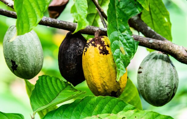 Păstăi de cacao / Sursa foto: Pixabay