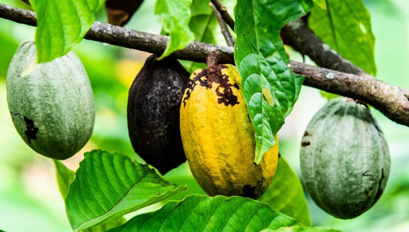 Păstăi de cacao / Sursa foto: Pixabay