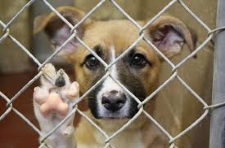 4 aprilie, Ziua Internaţională a animalelor fără stăpân. Nu cumpăra, adoptă!