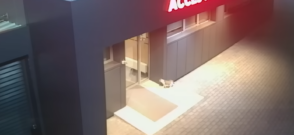 O pisică gestantă a venit singură la clinica veterinară unde a născut patru pisoi