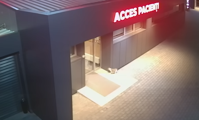 O pisică gestantă a venit singură la clinica veterinară unde a născut patru pisoi