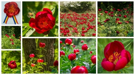 15 mai, Ziua bujorului românesc, floarea naţională a României