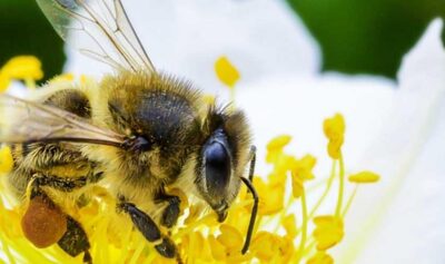 Albinele, gardienii biodiversității și ecosistemelor / un.org