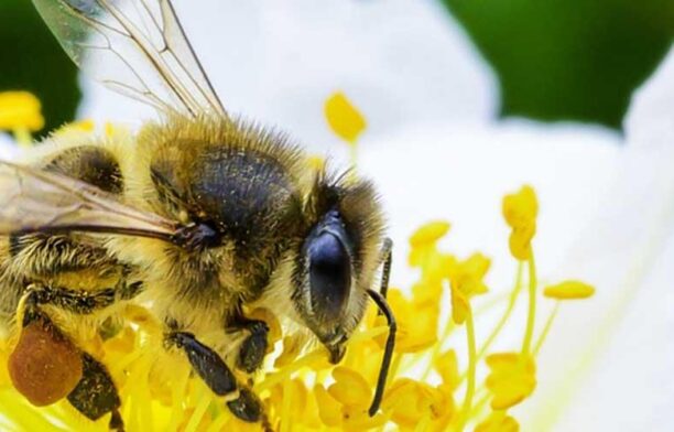 Albinele, gardienii biodiversității și ecosistemelor / un.org