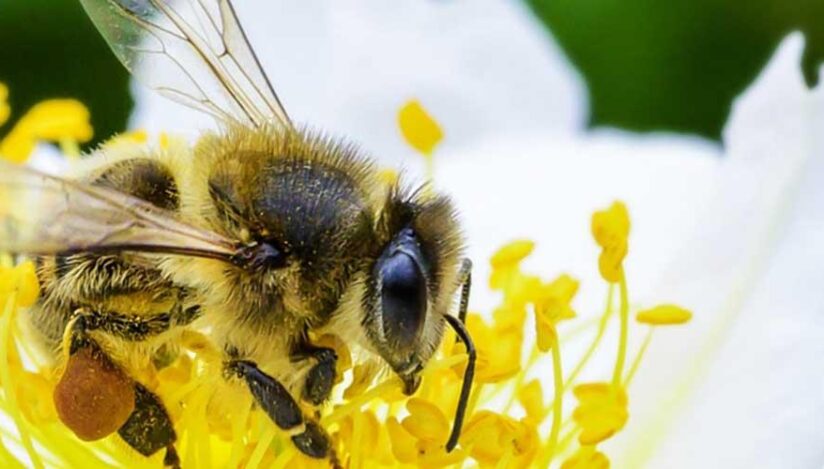 Albinele, gardienii biodiversității și ecosistemelor / un.org