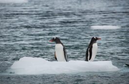 Antarctica