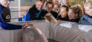 Două beluga, salvate din Ucraina / Sursa foto: Facebook, Oceanográfic, Valencia