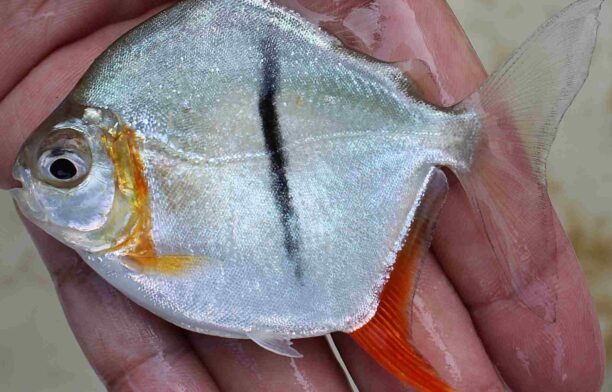 Specie nouă de pește numită Sauron. foto: www.scielo.br