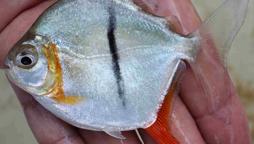 Specie nouă de pește numită Sauron. foto: www.scielo.br