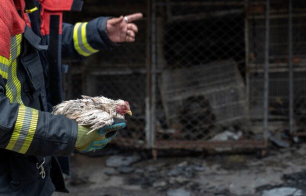 O mie de animale au murit în urma unui incendiu / Profimedia Images