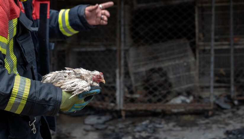 O mie de animale au murit în urma unui incendiu / Profimedia Images