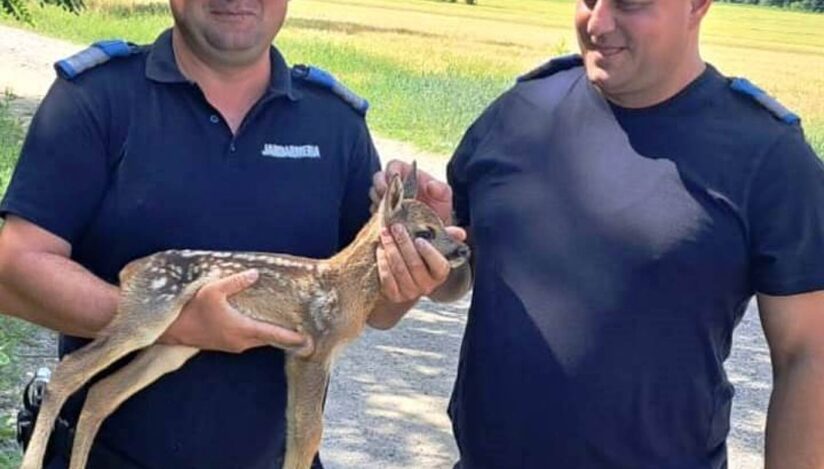 Pui de căprioară salvat de jandarmii olteni / Facebook