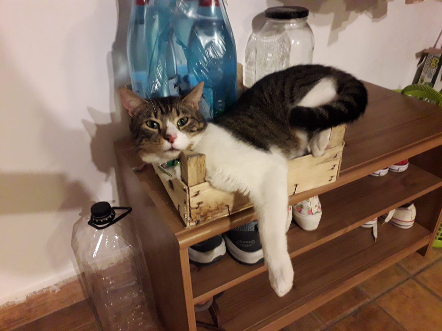 Câinii nu vor mai putea fi legaţi în lanţ decât în scop medical, iar pisicile trebuie microcipate. Noi reguli UE