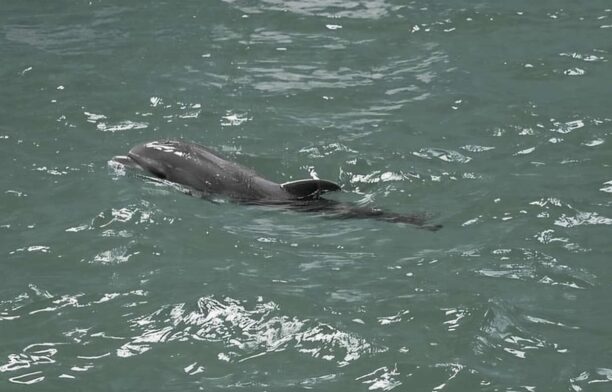 A murit ”Baby”, puiul de delfin născut în Delfinariul Constanța