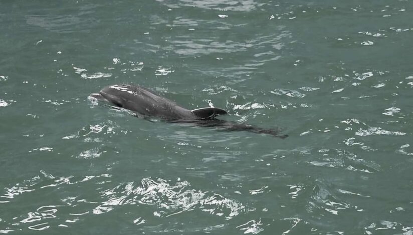 A murit ”Baby”, puiul de delfin născut în Delfinariul Constanța
