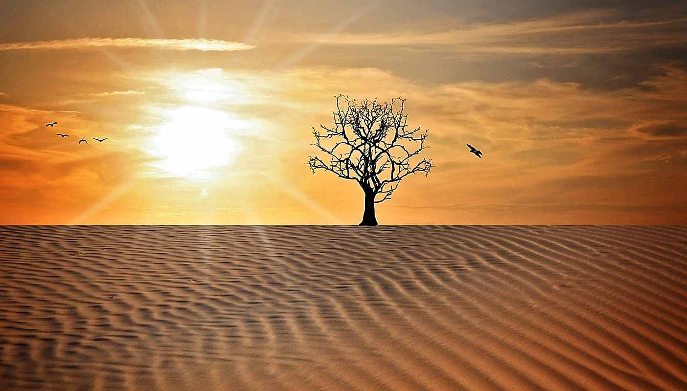 Raport ONU: Căldura extremă care afectează peste un miliard de oameni, una dintre cele mai serioase amenințări la adresa securității alimentare