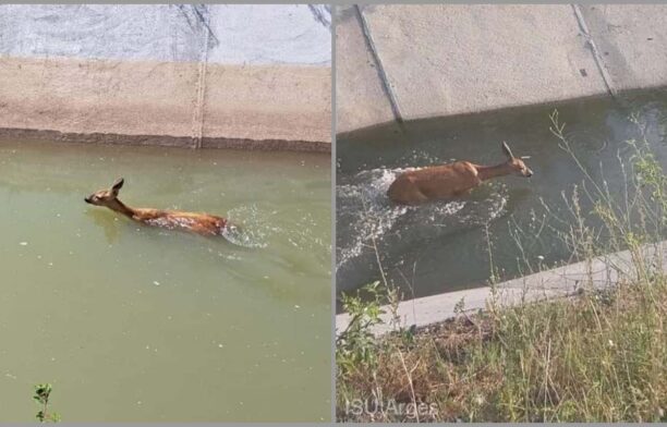 Căprioară salvată dintr-un canal / foto: ISU Argeș