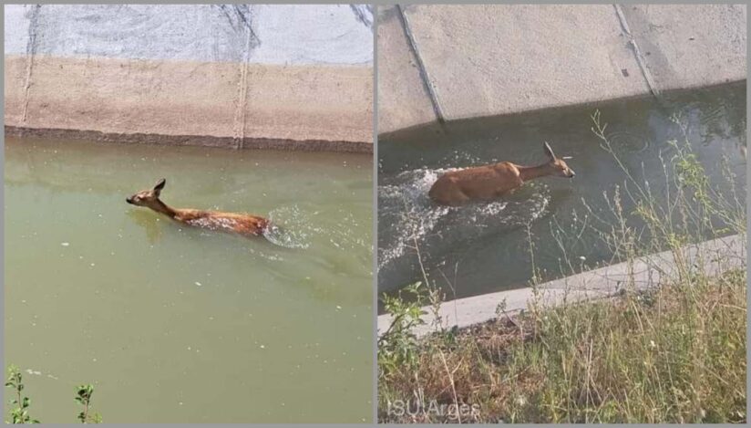 Căprioară salvată dintr-un canal / foto: ISU Argeș