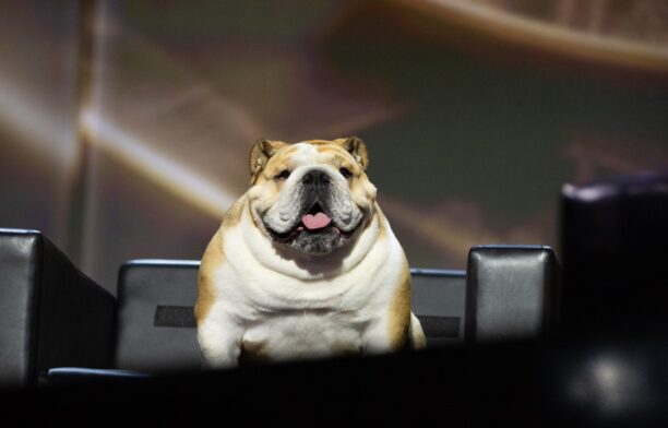 Babydog / Profimedia Images