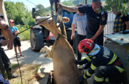 Vacă salvată / Foto: Comuna Filipesti-comuna natala a maestrului Radu Beligan