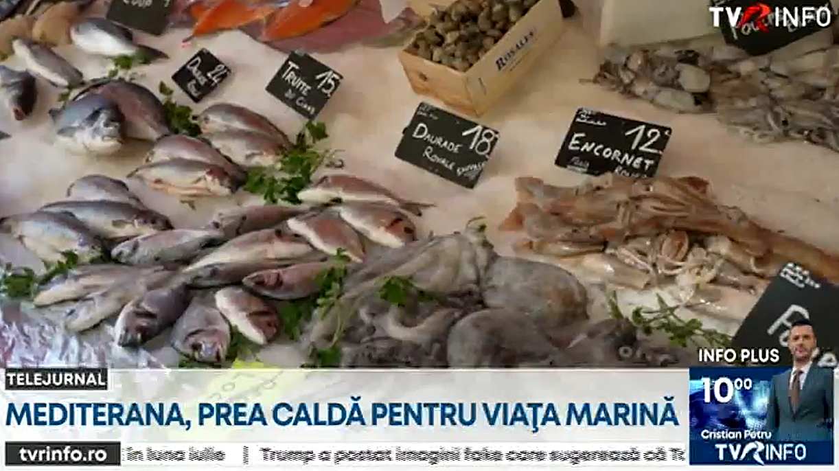 Mediterana a devenit prea caldă pentru viața marină. Temperatura a ... Mediterana a devenit prea caldă pentru viața marină. Temperatura a ...