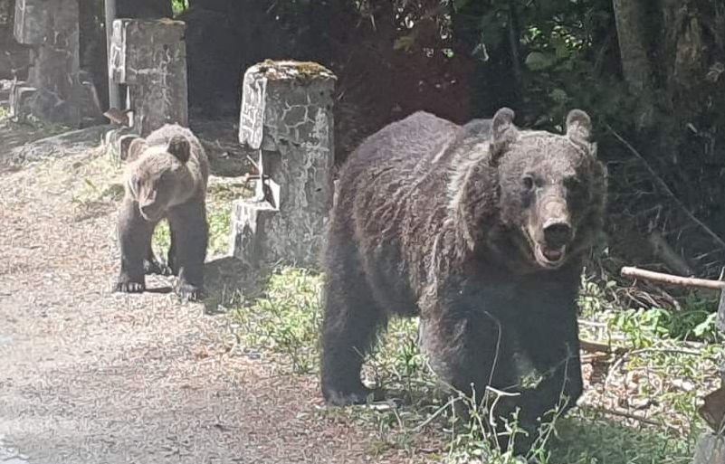 Alba: Urs văzut în centrul unei localităţi de lângă Alba Iulia. A fost transmis mesaj RO-ALERT