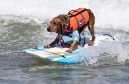 Câine care face surf. Sursa foto: Profimedia Images