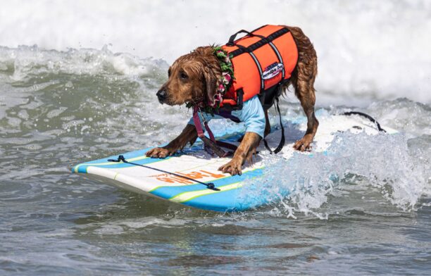 Câine care face surf. Sursa foto: Profimedia Images