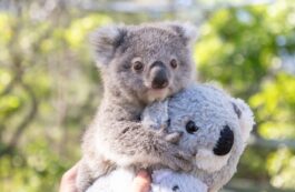 Koala / Profimedia Images