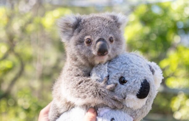 Koala / Profimedia Images
