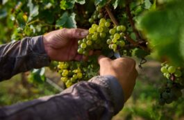 Viţă de vie, struguri / Profimedia Images