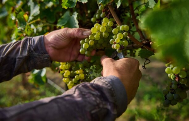 Viţă de vie, struguri / Profimedia Images