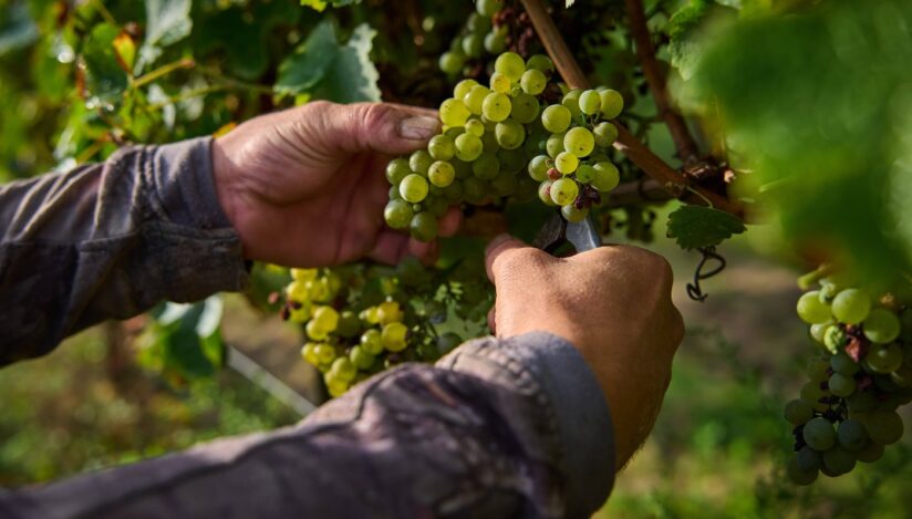 Viţă de vie, struguri / Profimedia Images