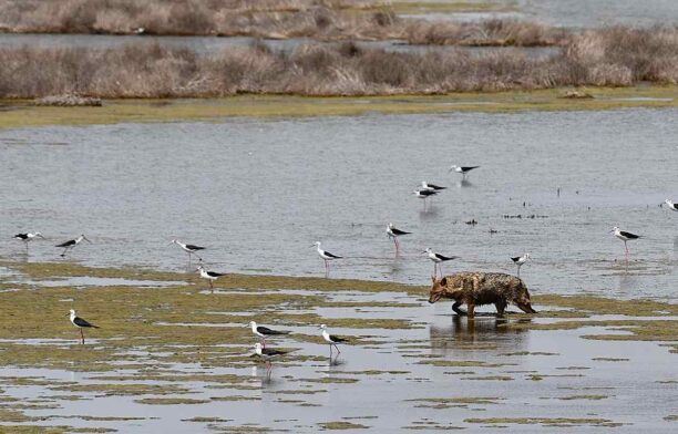 Șacal auriu, Delta Dunării. foto: Facebook, ARBDD