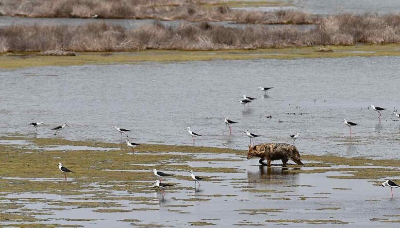Șacal auriu, Delta Dunării. foto: Facebook, ARBDD