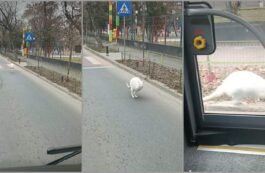 Un porc s-a plimbat nestingherit printre mașini, pe DN 1B, în Prahova