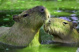 Capibara (Hydrochoerus hydrochaeris) / Pixabay