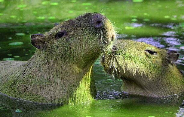 Capibara (Hydrochoerus hydrochaeris) / Pixabay