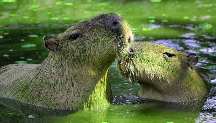 Capibara (Hydrochoerus hydrochaeris) / Pixabay