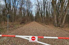 Drum forestier în Pădurea Băneasa / Facebook, Asociația Parcul Natural Văcărești