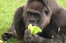 Gorila Fatou, Zoo Berlin / captua video