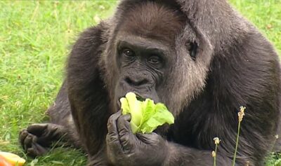 Gorila Fatou, Zoo Berlin / captua video